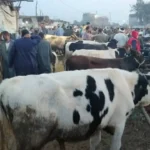 استقرار نسبي في أسعار الأضاحي بمحافظة الشرقية اليوم