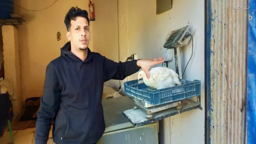 استقرار أسعار الفراخ البيضاء في أسواق مطروح اليوم 26 مايو