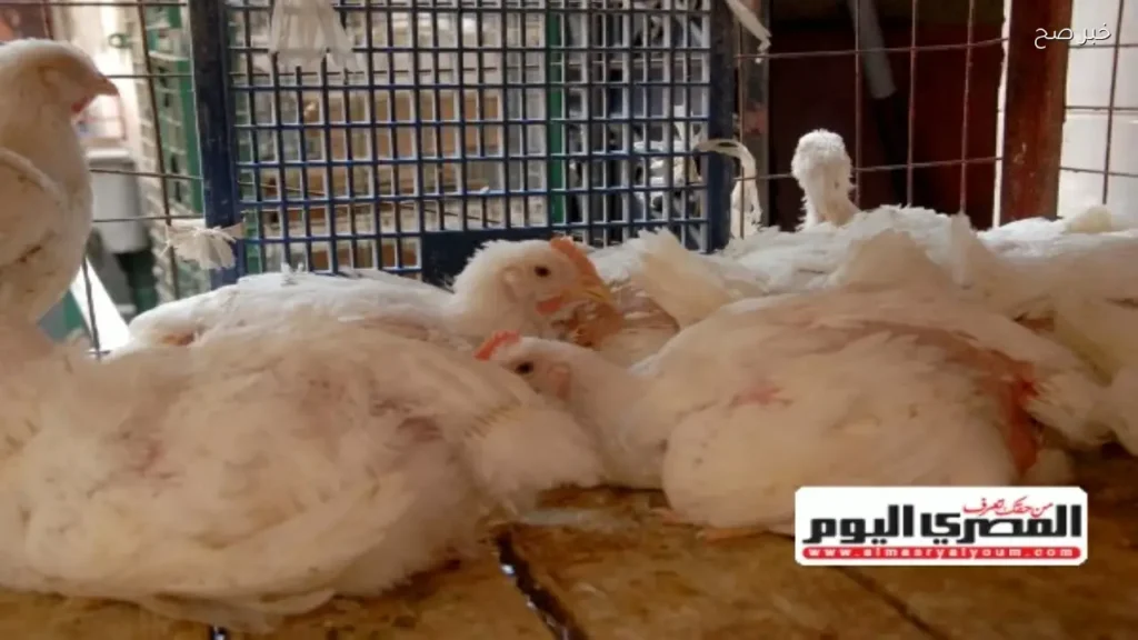 زيادة أسعار الفراخ البيضاء في الأسواق المصرية اليوم