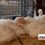 زيادة أسعار الفراخ البيضاء في الأسواق المصرية اليوم