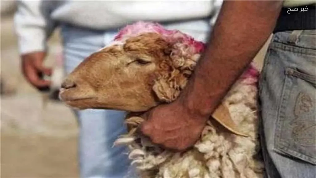 الإفتاء: بيع رأس الأضحية أو إعطاؤه للجزار يعد خطأً شائعًا