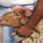 الإفتاء: بيع رأس الأضحية أو إعطاؤه للجزار يعد خطأً شائعًا