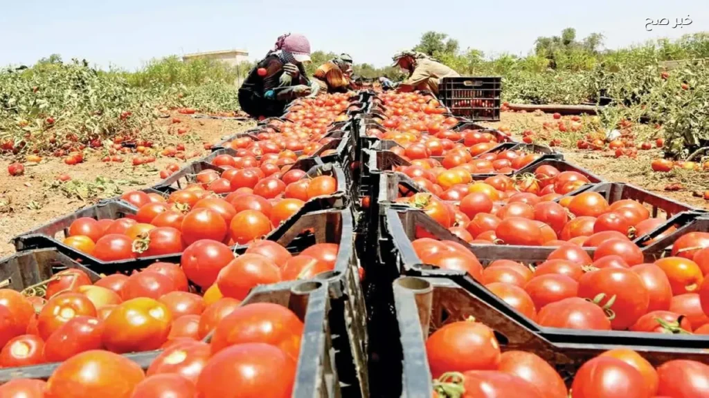 طرح الطماطم بسعر 20 جنيه للكيلو في المجمعات الاستهلاكية بدءًا من الغد