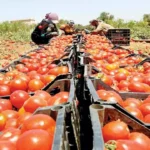 طرح الطماطم بسعر 20 جنيه للكيلو في المجمعات الاستهلاكية بدءًا من الغد