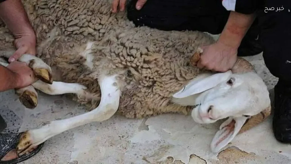 تحذيرات من وزارة الزراعة لمخالفات الذبح خارج المجازر خلال عيد الأضحى