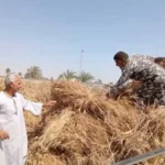 وزارة الزراعة: 3.2 مليون طن من القمح المحلي تم توريدها حتى الآن
