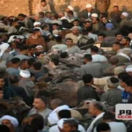 استقرار أسعار الأضاحي في الشرقية مع اقتراب عيد الأضحى