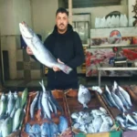 استقرار أسعار الأسماك في مطروح اليوم مع تسجيل الفيليه بـ190 جنيهًا