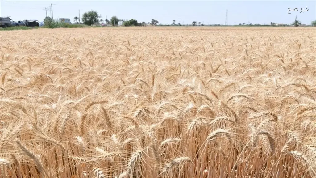 العراق يتجاوز مليون طن في حصاد القمح وسط جهود تسويقية مكثفة