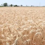 العراق يتجاوز مليون طن في حصاد القمح وسط جهود تسويقية مكثفة