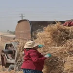 المنيا تحتفل بنجاح أول تجربة نسائية لزراعة القمح