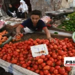 توقعات بتراجع أسعار الطماطم إلى 15 جنيهًا خلال 20 يومًا