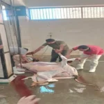 حملة رقابية في المنيب تسفر عن تحرير 7 محاضر لمخالفات الذبح