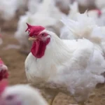 انخفاض أسعار الفراخ البيضاء بنسبة 15% في السوق المصري