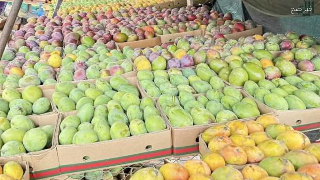 تأخر موسم المانجو في مصر بسبب التقلبات المناخية