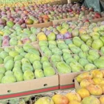 تأخر موسم المانجو في مصر بسبب التقلبات المناخية