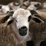 حكم الاقتراض لشراء الأضحية: الشروط والأحكام الشرعية