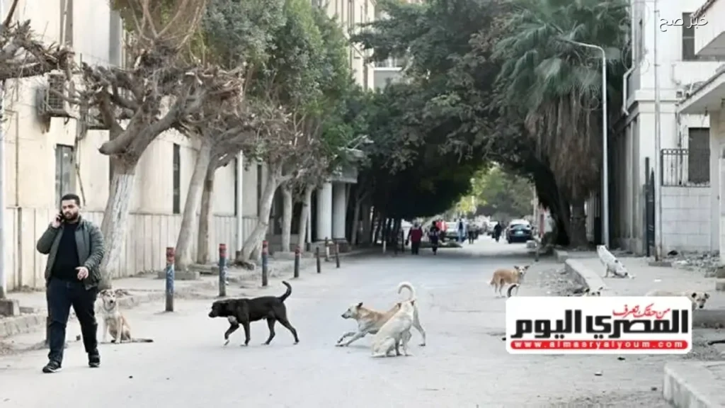 الحكومة تعلن خطة من 5 محاور لمواجهة الكلاب الضالة