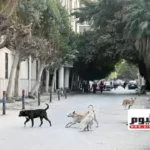 الحكومة تعلن خطة من 5 محاور لمواجهة الكلاب الضالة