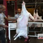 4300 أضحية ذُبحت في المجازر الحكومية بالجيزة خلال عيد الأضحى