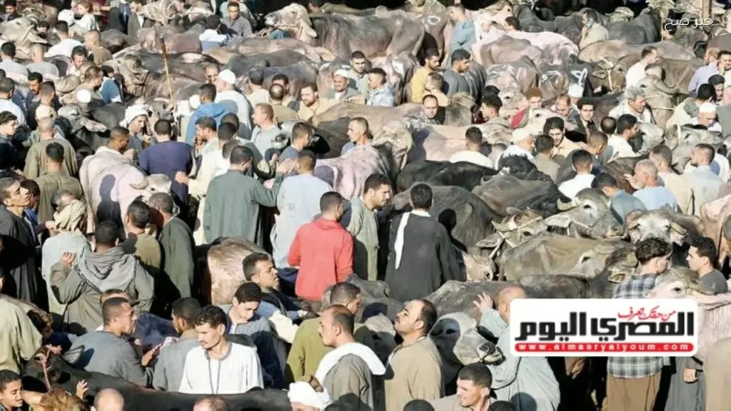 انتعاش حركة بيع الأضاحي في الأسواق مع اقتراب عيد الأضحى
