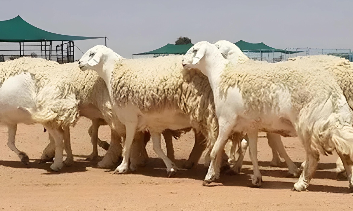 خرفان