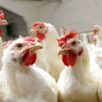 استقرار أسعار الفراخ البيضاء في الأسواق المصرية اليوم