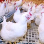 سعر الفراخ اليوم الاثنين البيضاء والبلدي وسعر كيلو البانيه والاوراك في كل المحلات