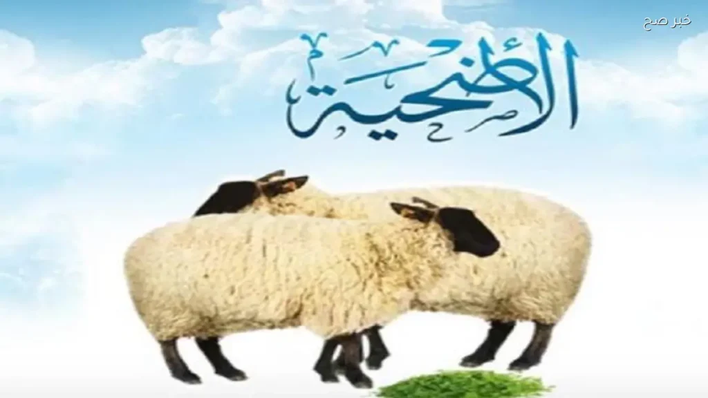 شروط اختيار الأضحية السليمة في عيد الأضحى.. دليل كامل للمواصفات الشرعية