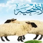 شروط اختيار الأضحية السليمة في عيد الأضحى.. دليل كامل للمواصفات الشرعية