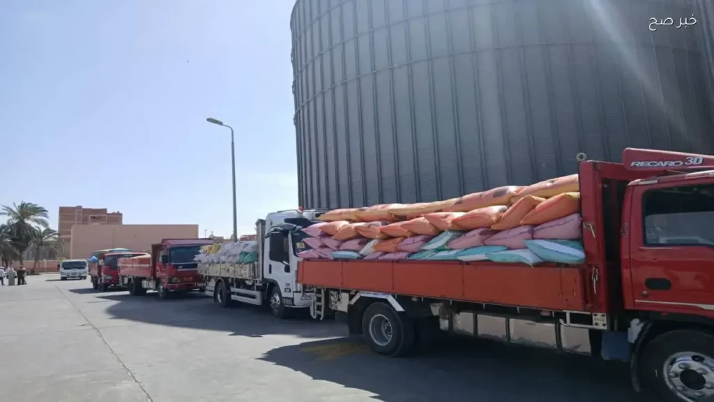 استلام 76.5 ألف طن قمح محلي في الإسكندرية منذ بداية الموسم
