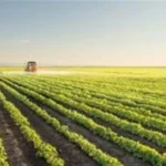 مشروع الدلتا الجديدة يوفر مليوني فرصة عمل ويعزز الإنتاج الزراعي