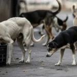 محافظ القاهرة يعلن قرب الانتهاء من شلتر للكلاب الضالة