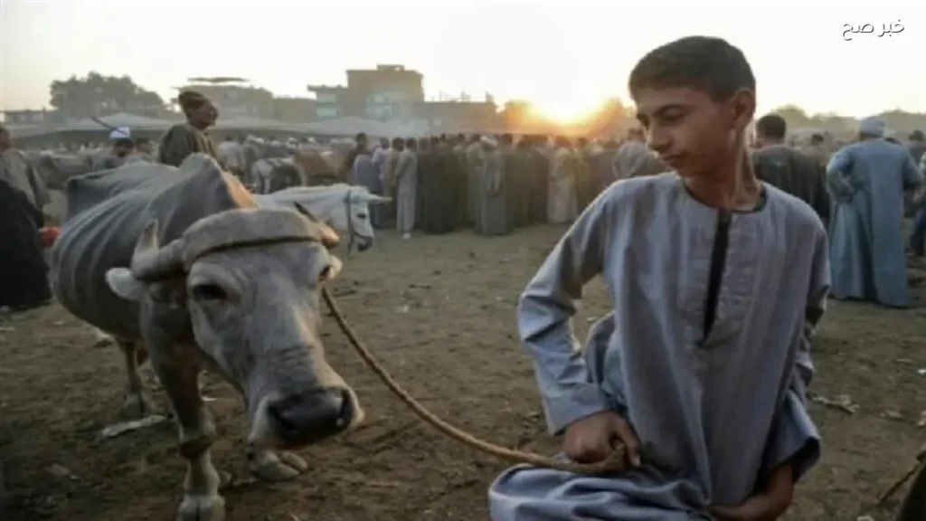 سلامة الغذاء تطلق دليل التعامل الآمن مع أضاحي العيد