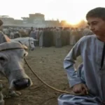 سلامة الغذاء تطلق دليل التعامل الآمن مع أضاحي العيد