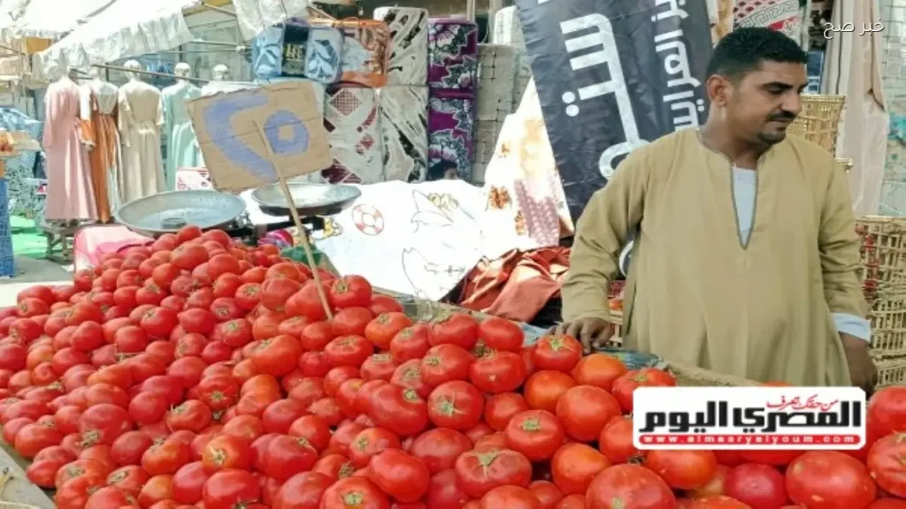نقيب الفلاحين يوضح أسباب ارتفاع أسعار الطماطم وتوقعات الانخفاض