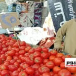 نقيب الفلاحين يوضح أسباب ارتفاع أسعار الطماطم وتوقعات الانخفاض