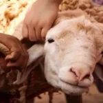 الإفتاء: الأضحية سنة مؤكدة على المسلم القادر كل عام