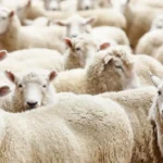 جواز ذبح الأضحية ليلاً وفق دار الإفتاء المصرية