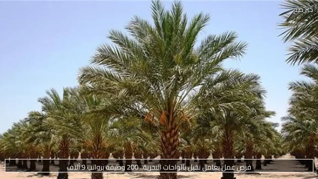 فرص عمل بعامل نخيل بالواحات البحرية.. 200 وظيفة برواتب 9 آلاف