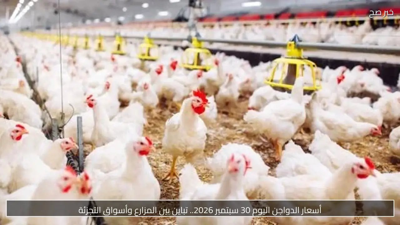 أسعار الدواجن اليوم 30 سبتمبر 2026.. تباين بين المزارع وأسواق التجزئة