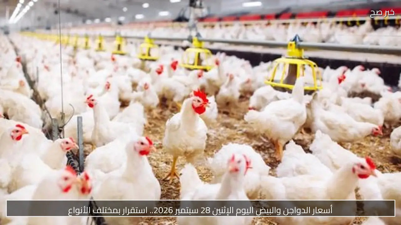 أسعار الدواجن والبيض اليوم الإثنين 28 سبتمبر 2026.. استقرار بمختلف الأنواع