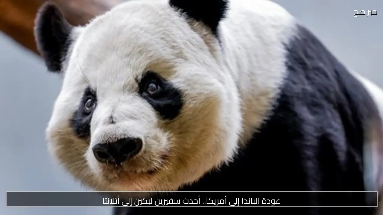عودة الباندا إلى أمريكا.. أحدث سفيرين لبكين إلى أتلانتا