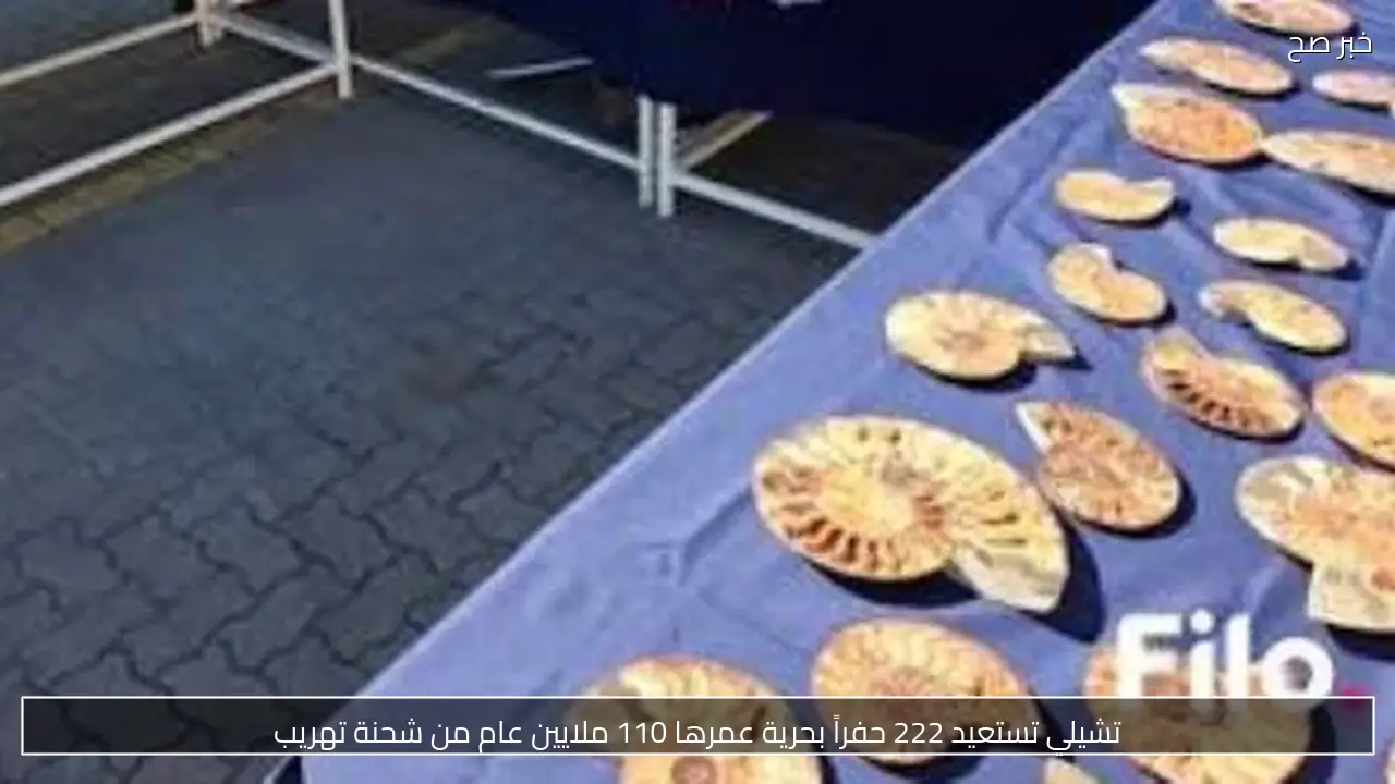 تشيلي تستعيد 222 حفراً بحرية عمرها 110 ملايين عام من شحنة تهريب