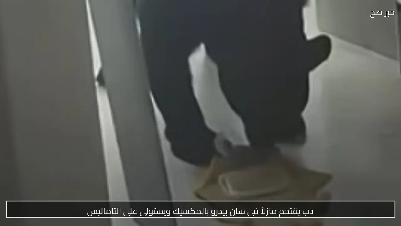دب يقتحم منزلاً في سان بيدرو بالمكسيك ويستولي على التاماليس