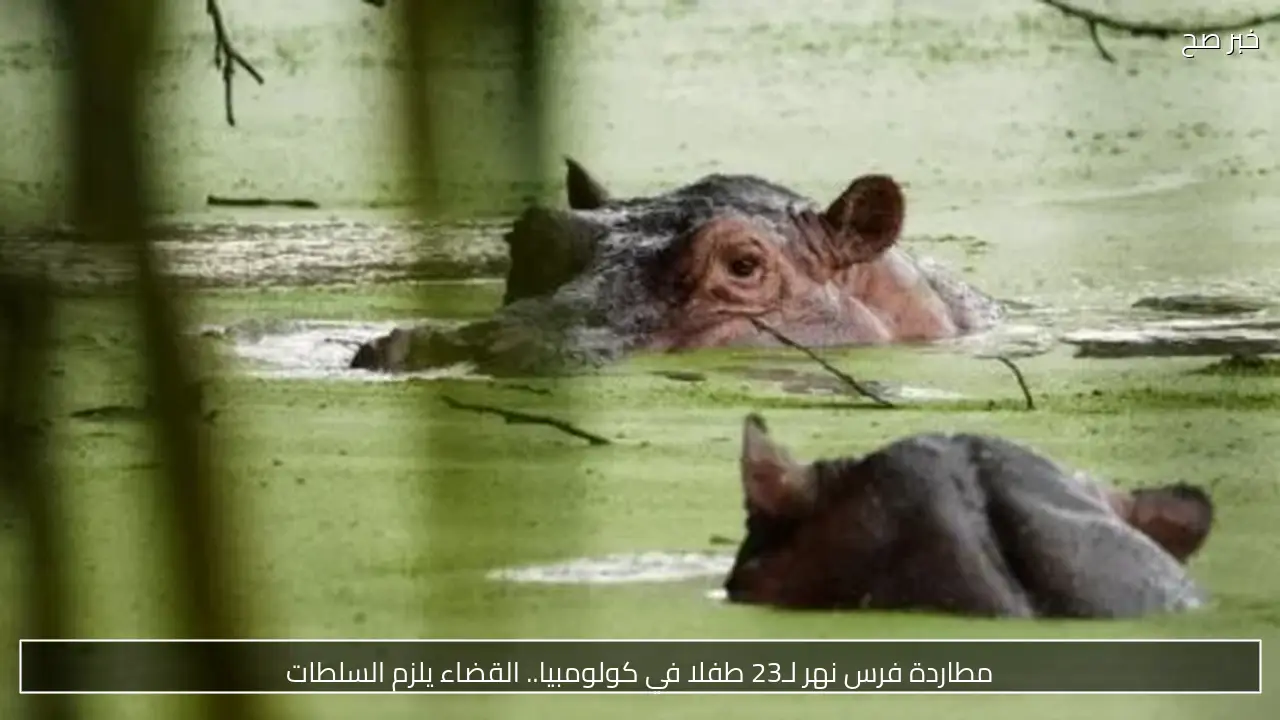 مطاردة فرس نهر لـ23 طفلا في كولومبيا.. القضاء يلزم السلطات