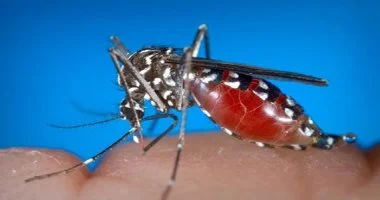 فيروس غرب النيل بإيطاليا.. وفيات 54 وإصابات 700 منذ بداية 2026