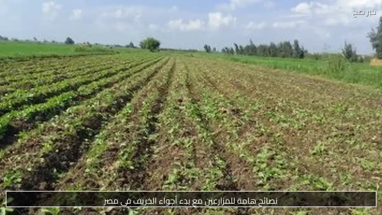 نصائح هامة للمزارعين مع بدء أجواء الخريف في مصر