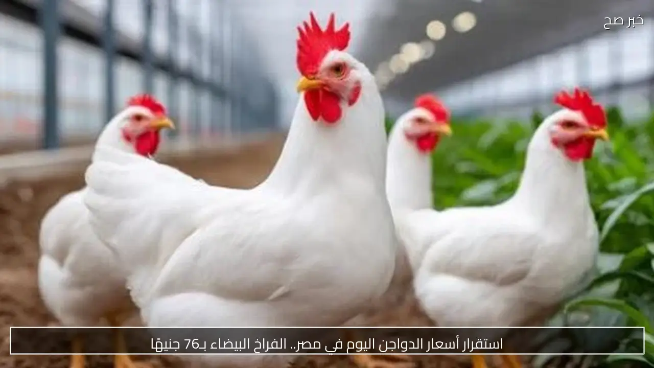 استقرار أسعار الدواجن اليوم في مصر.. الفراخ البيضاء بـ76 جنيهًا