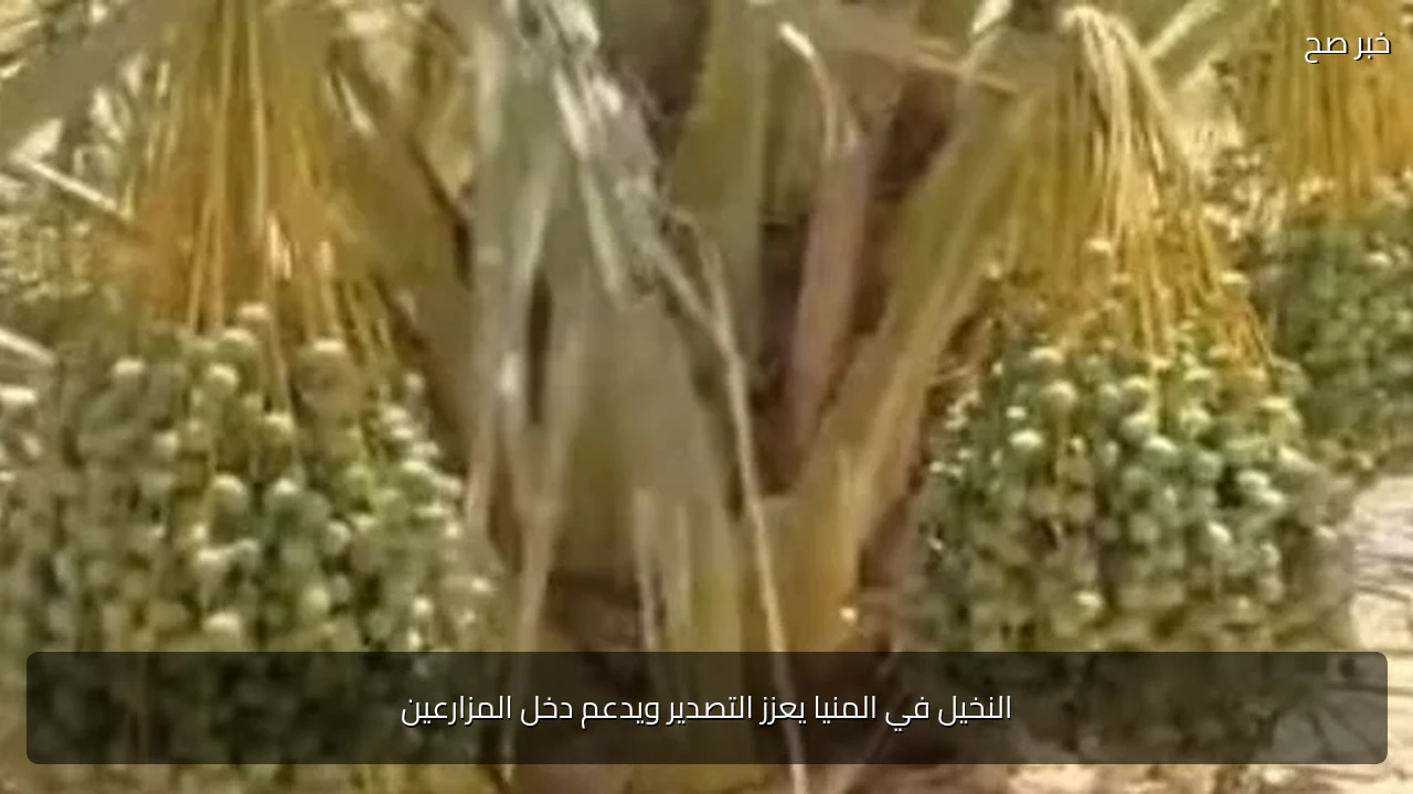 النخيل في المنيا يعزز التصدير ويدعم دخل المزارعين